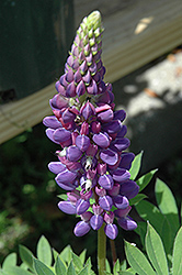 Gallery Blue Lupine (Lupinus 'Gallery Blue') at Debbie's Greenhouse & Garden Centre