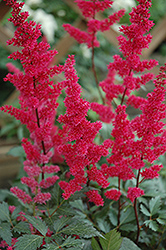 Fanal Astilbe (Astilbe x arendsii 'Fanal') at Debbie's Greenhouse & Garden Centre