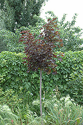 Prairie Splendor Norway Maple (Acer platanoides 'Prairie Splendor') at Debbie's Greenhouse & Garden Centre