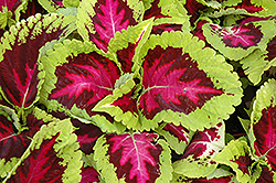 Kong Rose Coleus (Solenostemon scutellarioides 'Kong Rose') at Debbie's Greenhouse & Garden Centre