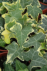 Yellow Ripple Ivy (Hedera helix 'Yellow Ripple') at Debbie's Greenhouse & Garden Centre