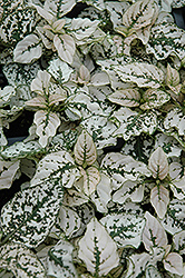 Splash Select White Polka Dot Plant (Hypoestes phyllostachya 'PAS2343') at Debbie's Greenhouse & Garden Centre