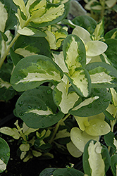 Wojo's Gem Periwinkle (Vinca major 'Wojo's Gem') at Debbie's Greenhouse & Garden Centre