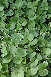 Emerald Falls Dichondra (Dichondra argentea 'Emerald Falls') at Debbie's Greenhouse & Garden Centre
