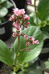 Red Beauty Bergenia (Bergenia cordifolia 'Red Beauty') at Debbie's Greenhouse & Garden Centre