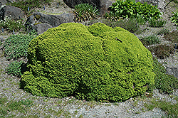 Little Gem Spruce (Picea abies 'Little Gem') at Debbie's Greenhouse & Garden Centre