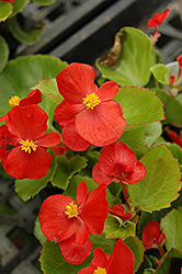 Prelude Scarlet Begonia (Begonia 'Prelude Scarlet') at Debbie's Greenhouse & Garden Centre