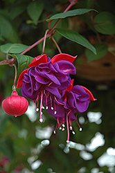 Blue Eyes Fuchsia (Fuchsia 'Blue Eyes') at Debbie's Greenhouse & Garden Centre