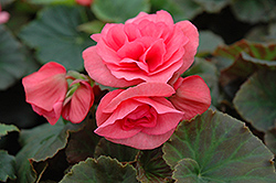 Solenia Light Pink Begonia (Begonia x hiemalis 'Solenia Light Pink') at Debbie's Greenhouse & Garden Centre