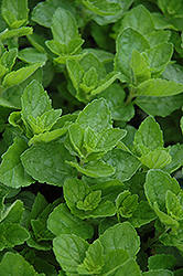 Spearmint (Mentha spicata) at Debbie's Greenhouse & Garden Centre