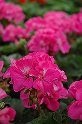 Fantasia Shocking Pink Geranium (Pelargonium 'Fantasia Shocking Pink') at Debbie's Greenhouse & Garden Centre