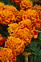 Bonanza Flame Marigold (Tagetes patula 'Bonanza Flame') at Debbie's Greenhouse & Garden Centre