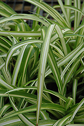 Spider Plant (Chlorophytum comosum) at Debbie's Greenhouse & Garden Centre