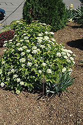 Blue Muffin Viburnum (Viburnum dentatum 'Christom') at Debbie's Greenhouse & Garden Centre