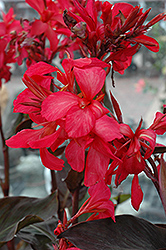 Australia Canna (Canna 'Australia') at Debbie's Greenhouse & Garden Centre