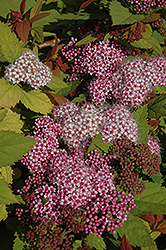 Double Play Big Bang Spirea (Spiraea 'Tracy') at Debbie's Greenhouse & Garden Centre