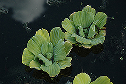 Water Lettuce (Pistia stratiotes) at Debbie's Greenhouse & Garden Centre