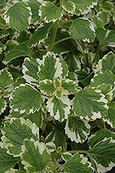 Variegated Swedish Ivy (Plectranthus coleoides 'Variegata') at Debbie's Greenhouse & Garden Centre
