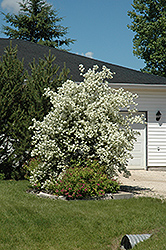 Blizzard Mockorange (Philadelphus 'Blizzard') at Debbie's Greenhouse & Garden Centre