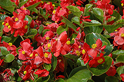Prelude Scarlet Begonia (Begonia 'Prelude Scarlet') at Debbie's Greenhouse & Garden Centre