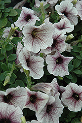Supertunia White Russian Petunia (Petunia 'Supertunia White Russian') at Debbie's Greenhouse & Garden Centre