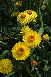 Dreamtime Jumbo Yellow Strawflower (Bracteantha bracteata 'OHB003790') at Debbie's Greenhouse & Garden Centre