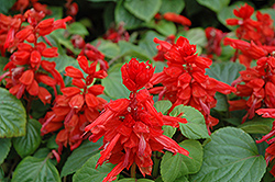 Red Hot Sally Salvia (Salvia splendens 'Red Hot Sally') at Debbie's Greenhouse & Garden Centre