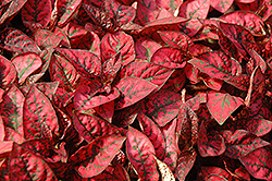 Splash Select Red Polka Dot Plant (Hypoestes phyllostachya 'Splash Select Red') at Debbie's Greenhouse & Garden Centre