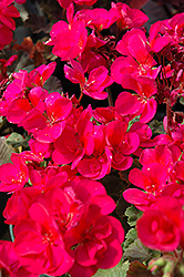 Fantasia Violet Geranium (Pelargonium 'Fantasia Violet') at Debbie's Greenhouse & Garden Centre