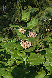 Common Milkweed (Asclepias syriaca) at Debbie's Greenhouse & Garden Centre