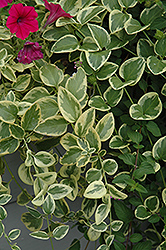Expoflora Periwinkle (Vinca major 'Expoflora') at Debbie's Greenhouse & Garden Centre