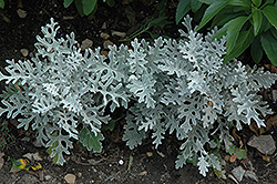 Silver Dust Dusty Miller (Senecio cineraria 'Silver Dust') at Debbie's Greenhouse & Garden Centre
