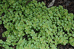 Golden Stonecrop (Sedum makinoi 'Ogon') at Debbie's Greenhouse & Garden Centre