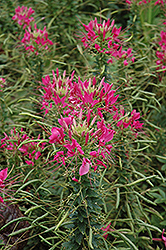 Sparkler Rose Spiderflower (Cleome hassleriana 'Sparkler Rose') at Debbie's Greenhouse & Garden Centre