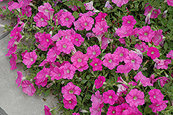 Easy Wave Pink Petunia (Petunia 'Easy Wave Pink') at Debbie's Greenhouse & Garden Centre