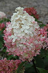 Vanilla Strawberry Hydrangea (Hydrangea paniculata 'Renhy') at Debbie's Greenhouse & Garden Centre