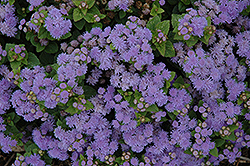 Aloha Blue Flossflower (Ageratum 'Aloha Blue') at Debbie's Greenhouse & Garden Centre