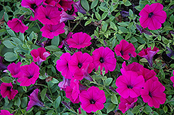 Wave Purple Classic Petunia (Petunia 'Wave Purple Classic') at Debbie's Greenhouse & Garden Centre