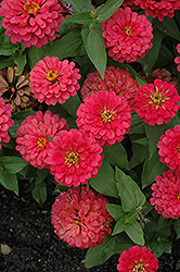 Magellan Cherry Zinnia (Zinnia 'Magellan Cherry') at Debbie's Greenhouse & Garden Centre