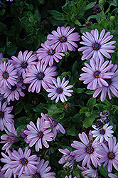 Akila Lavender Shades African Daisy (Osteospermum ecklonis 'Akila Lavender Shades') at Debbie's Greenhouse & Garden Centre