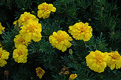 Durango Yellow Marigold (Tagetes patula 'Durango Yellow') at Debbie's Greenhouse & Garden Centre
