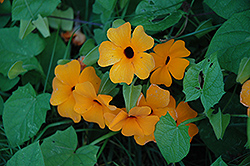 Sunny Orange Wonder Black-Eyed Susan (Thunbergia alata 'Sunny Orange Wonder') at Debbie's Greenhouse & Garden Centre