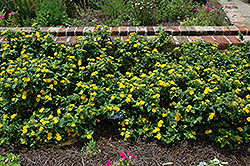 Little Lucky Pot Of Gold Lantana (Lantana camara 'Little Lucky Pot Of Gold') at Debbie's Greenhouse & Garden Centre