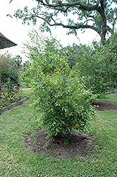 Pomegranate (Punica granatum) at Debbie's Greenhouse & Garden Centre