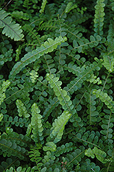 Lemon Buttons Fern (Nephrolepis cordifolia 'Duffii') at Debbie's Greenhouse & Garden Centre