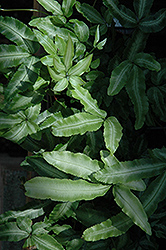 Variegated Cretan Brake (Pteris cretica 'Albo Lineata') at Debbie's Greenhouse & Garden Centre