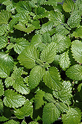 Lemon Balm (Melissa officinalis) at Debbie's Greenhouse & Garden Centre