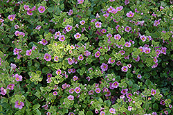 Big Falls Dark Pink Bacopa (Sutera cordata 'Big Falls Dark Pink') at Debbie's Greenhouse & Garden Centre