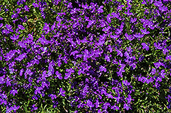 Magadi Basket Dark Blue Lobelia (Lobelia erinus 'Magadi Basket Dark Blue') at Debbie's Greenhouse & Garden Centre