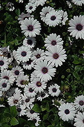 Akila White African Daisy (Osteospermum ecklonis 'Akila White') at Debbie's Greenhouse & Garden Centre